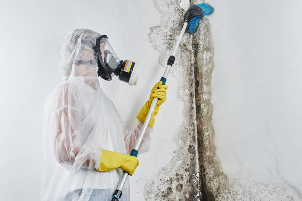 Professional Mold Removal in Casey, IL
