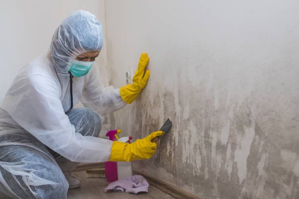 Best Mold Testing  in Casey, IL