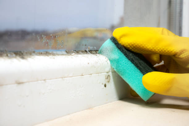 Best Crawl Space Mold Removal  in Casey, IL