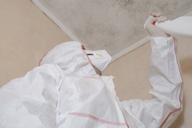 Best Attic Mold Removal  in Casey, IL