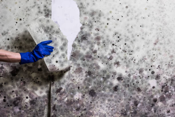 Best Mold Removal Specialists  in Casey, IL